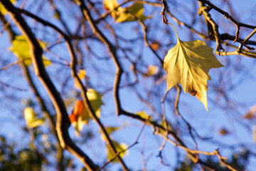 Yellow and red autumn leaves on the tree