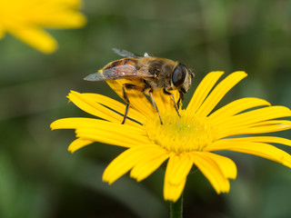 Hover fly on yellow flower