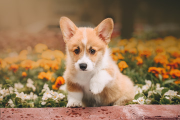 Funny Welsh Corgi Cardigan Puppy at forest