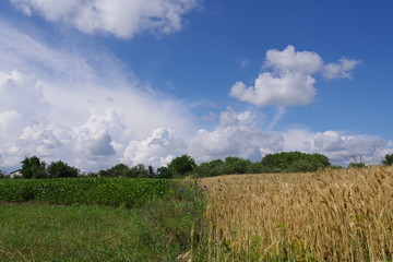 field flowers wheat and blue sky