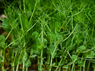 Soft focus sugar snap pea young plants sprouting, young organic homegrown green snow peas growing