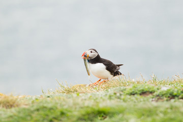 Atlantic puffin (Fratercula arctica) Displaying with fish