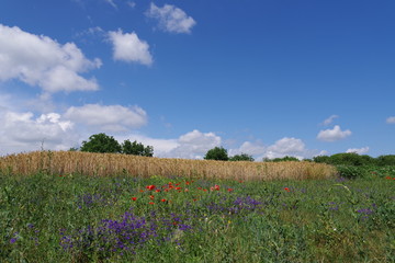 field flowers wheat and blue sky