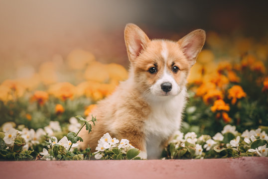 Funny Welsh Corgi Cardigan Puppy at forest