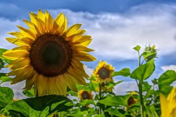 one sunflower and a blue cloudy sky