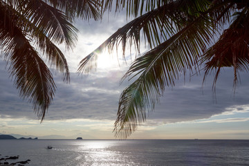 Bright sunshine through palm fronds on the Philippine coast