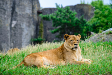 Fototapeta na wymiar beautiful lioness lies on the grass. Portrait