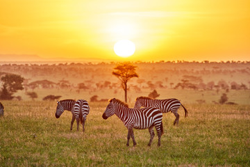 Zebras at sunrise in Serengeti National Park, Tanzania, East Africa - obrazy, fototapety, plakaty