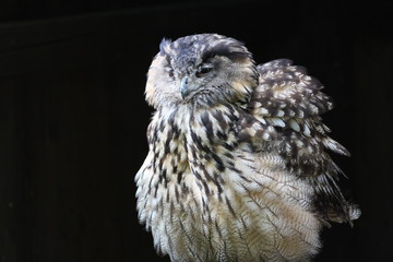 bird