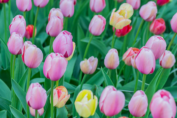 close up of a flower bed of blooming tulips