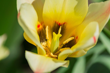 Fototapeta na wymiar close up of bright blooming yellow and orange tulips