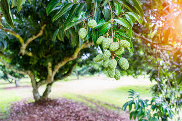 Unripe green lychee hanging from the tree in orchard.