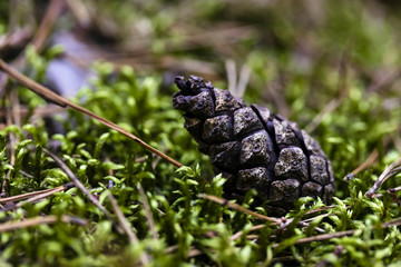 Pinecone on moss