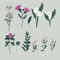 Vector set with wild flowers. Isolated collection