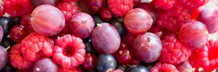 Sommerbeeren - reife Beeren -Himbeeren,Brombeeren,Johannisbeeren,Stachelbeeren