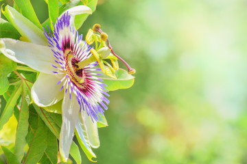 Passionsblume ist am blühen und als Medizin sehr beruhigend und gegen Nervosität