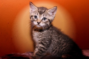 ADORABLE BROWN TABBY KITTEN