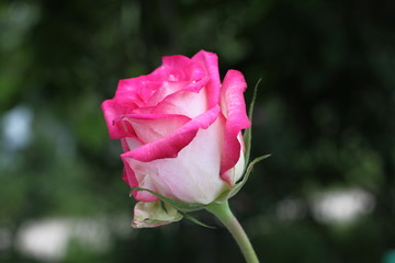 spring rose close-up