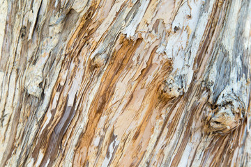 Wood Texture, Liu Tree in China