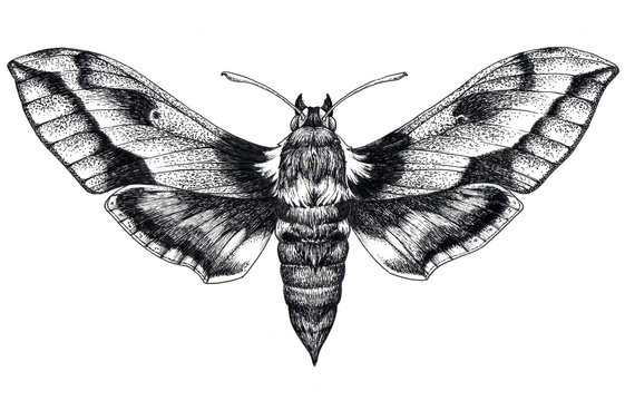 Naklejki Hand drawn butterfly tattoo. Dotwork tattoo. Hummingbird hawk moth. Macroglossum stellatarum. Lepidoptera.