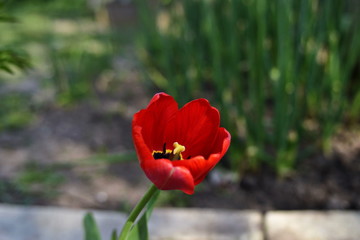 Tulip