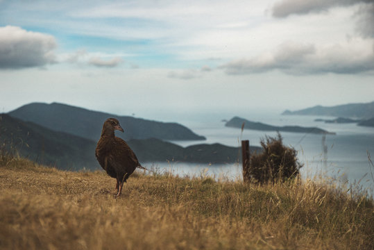 weka malbo sounds 1