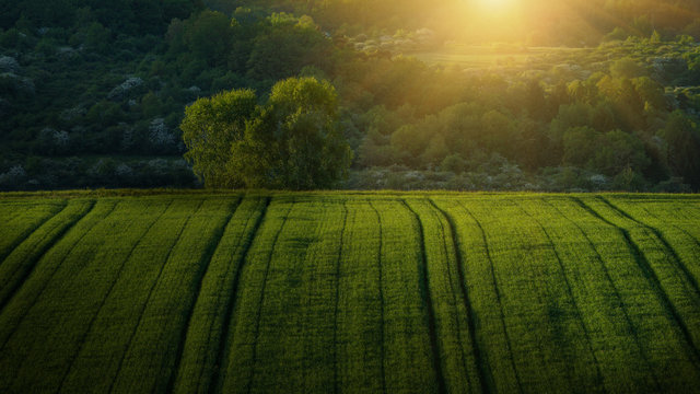 Getreidefeld bei Sonnenaufgang