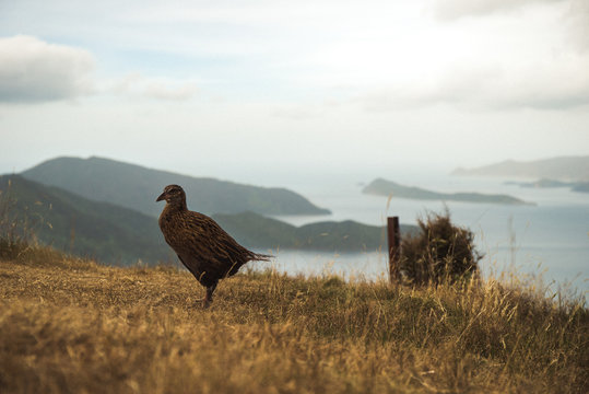 weka malbo sounds 2