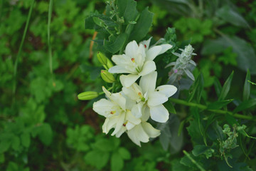 close-up of gentle white lily flowers on soft blurred background