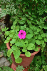 close-up of delicate pink petunia flowers with buds on soft blurred background