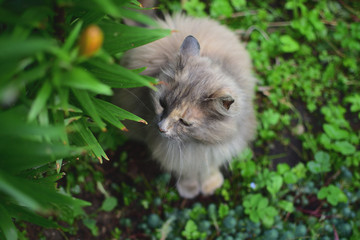 Naklejka na ściany i meble Smoky Siberian cat on a blurred background