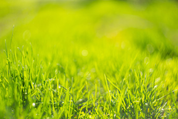 Background of a blurred green grass