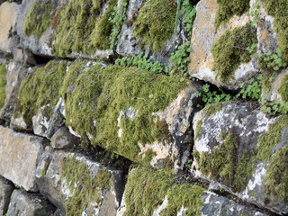 Green moss grows on old rock wall