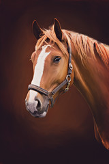 portrait of a horse © Val Thoermer