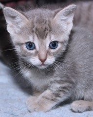CUTE GRAY AND WHITE KITTEN