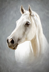 Fototapeta na wymiar a white horse