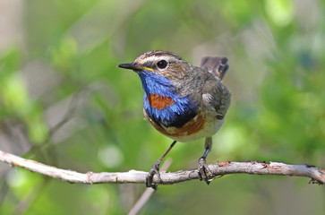 Luscinia svecica pallidogularis. Colorful bird on the Yamal Peninsula