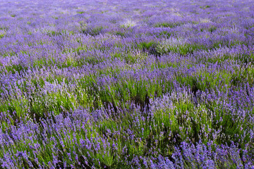 Naklejka premium Lavender Field in the summer
