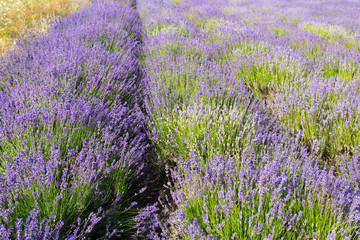 Lavender Field in the summer