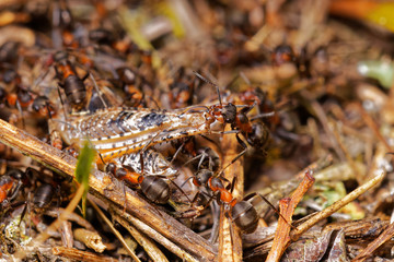 Red wood ants hunting grasshopper in anthill, Danubian wetland, Slovakia forest, Europe