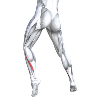 Concept conceptual 3D illustration fit strong back lower leg human anatomy, anatomical muscle isolated white background for body medical health tendon foot and biological gym fitness muscular system