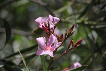 mediterranean spring flowers