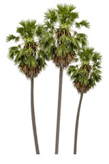 Obraz premium Washington Palm Tree isolated on white background with a high resolution suitable for graphic. with clipping path