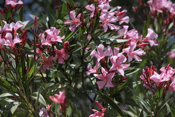 mediterranean spring flowers