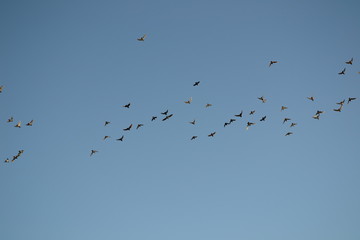 Freiheit Vögel