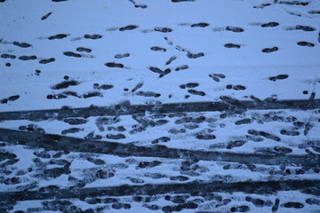 Spur im Schnee