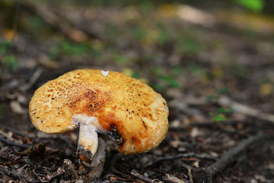 russula foetens mushroom