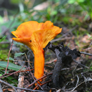 toxic and edible mushrooms
