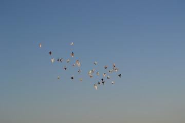 Vögel fliegen im blauen Himmel