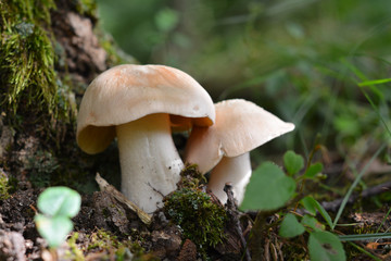 entoloma sinuatum mushroom